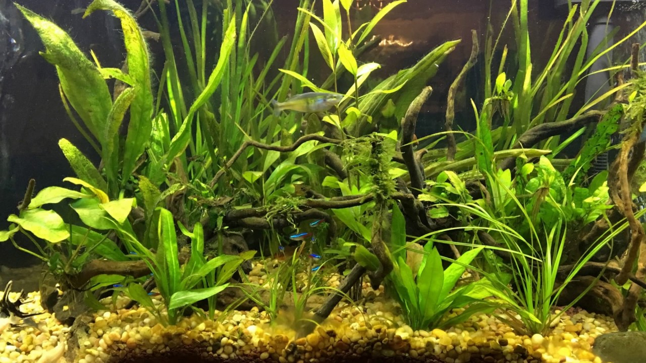 Aquarium with Plants