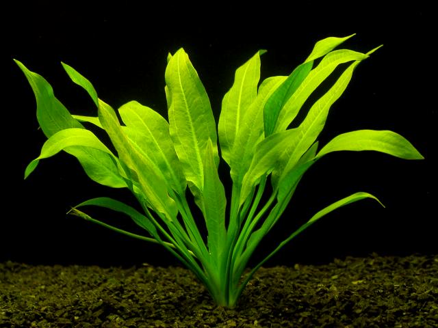 Amazon Sword Plant
